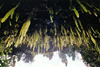 Fern Grotto Wedding 