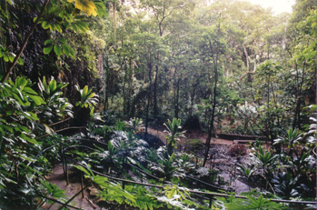 Deluxe Fern Grotto